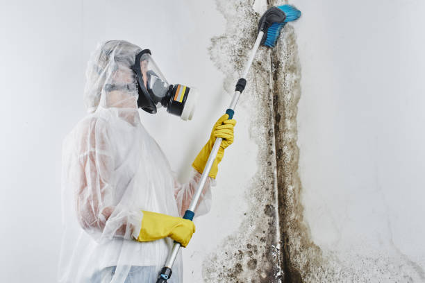 Best Commercial Mold Removal  in Marlboro Village, MD