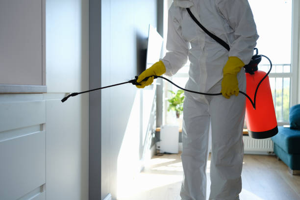 Best Black Mold Removal  in Marlboro Village, MD