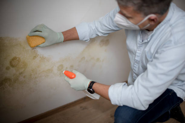Mold Testing and Removal in Marlboro Village, MD