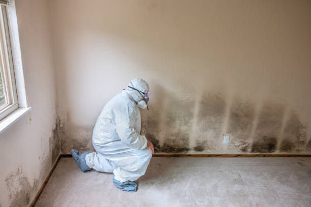 Best Mold Damage Repair  in Marlboro Village, MD