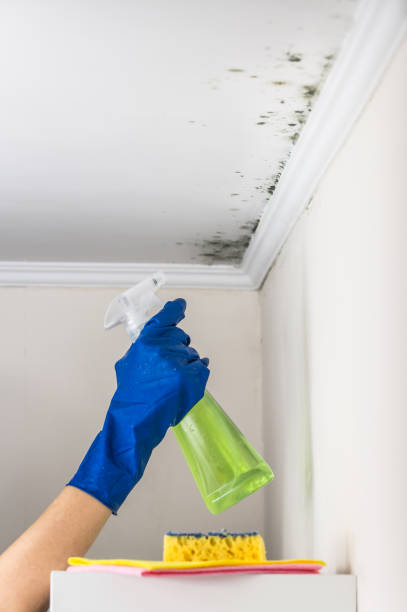 Best Toxic Mold Removal  in Marlboro Village, MD